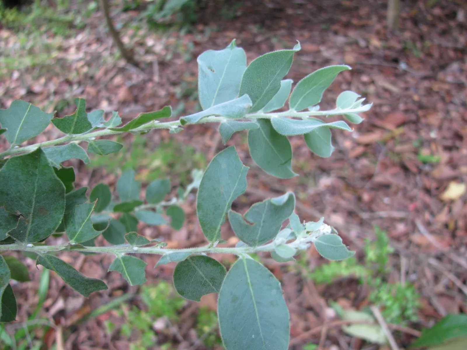 Silver Wattle (Acacia Dealbata) — making it an excellent specimen or screening plant; silver Wattle boasts a silver-gray hue due to a fine powder, image 126