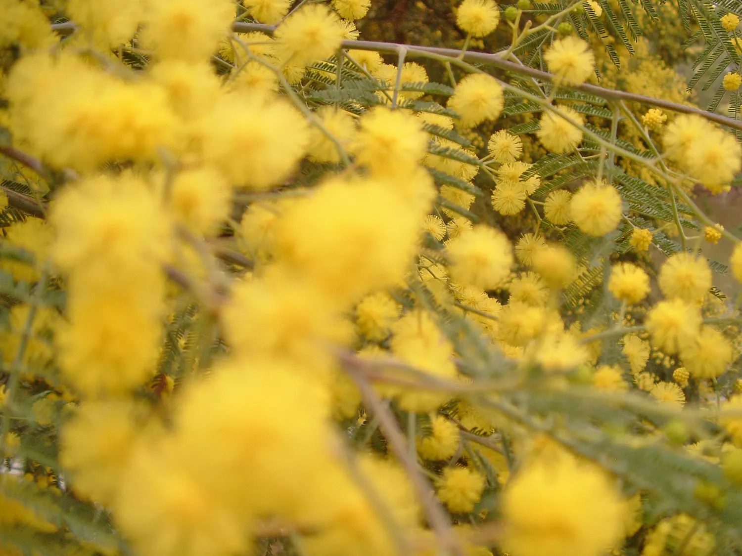 Silver Wattle (Acacia Dealbata) — reaching up to 90 feet in height; making it a popular choice for landscape designs that require a quick, image 98