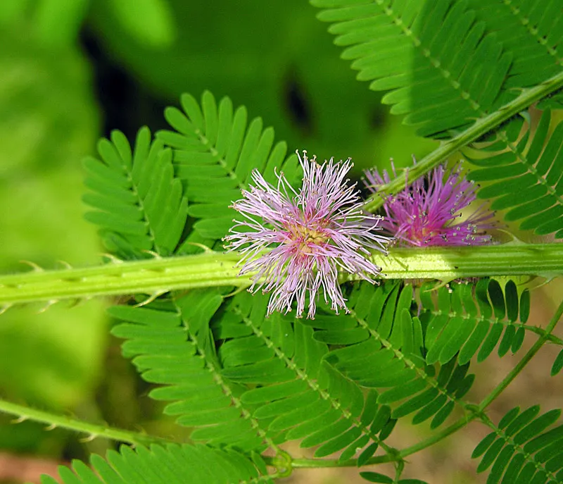 Silver Wattle (Acacia Dealbata) — scientifically referred to as Acacia dealbata; yellow flowers in the garden, image 103
