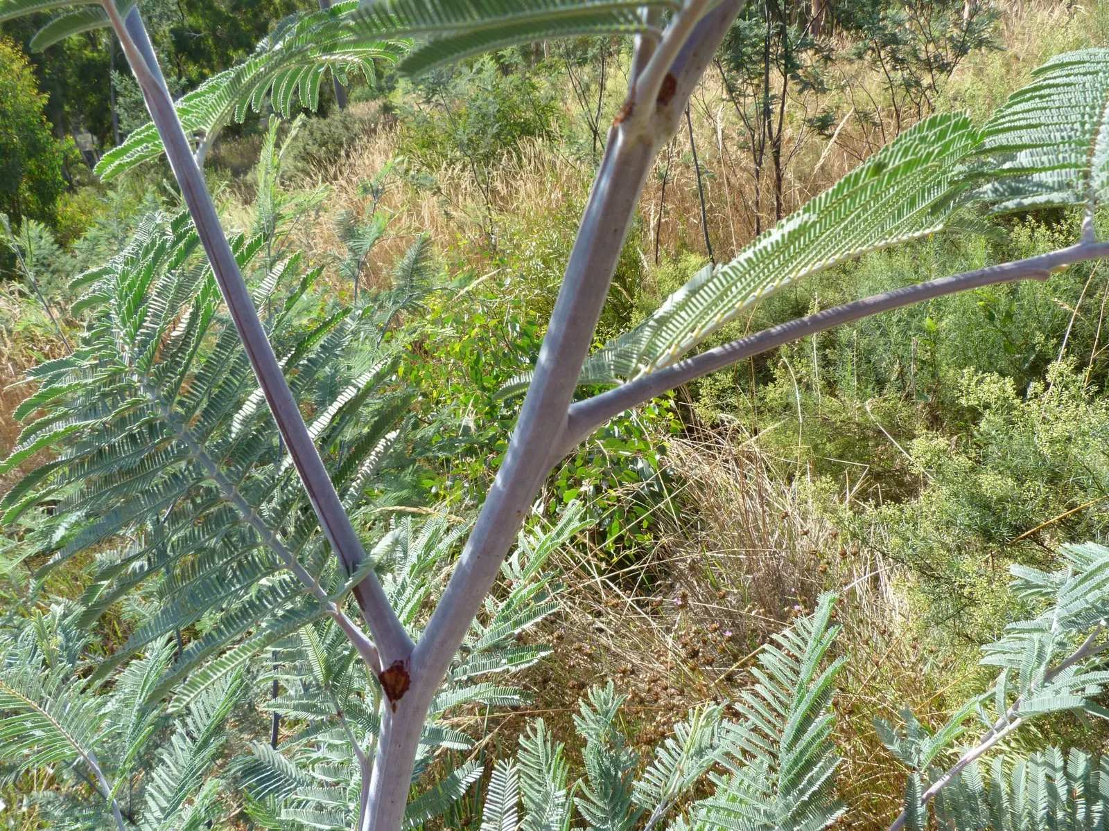 Silver Wattle (Acacia Dealbata) — The Silver Wattle (Acacia dealbata) is a fast-growing evergreen; preferring full sun and well-draining soils, it's, image 97