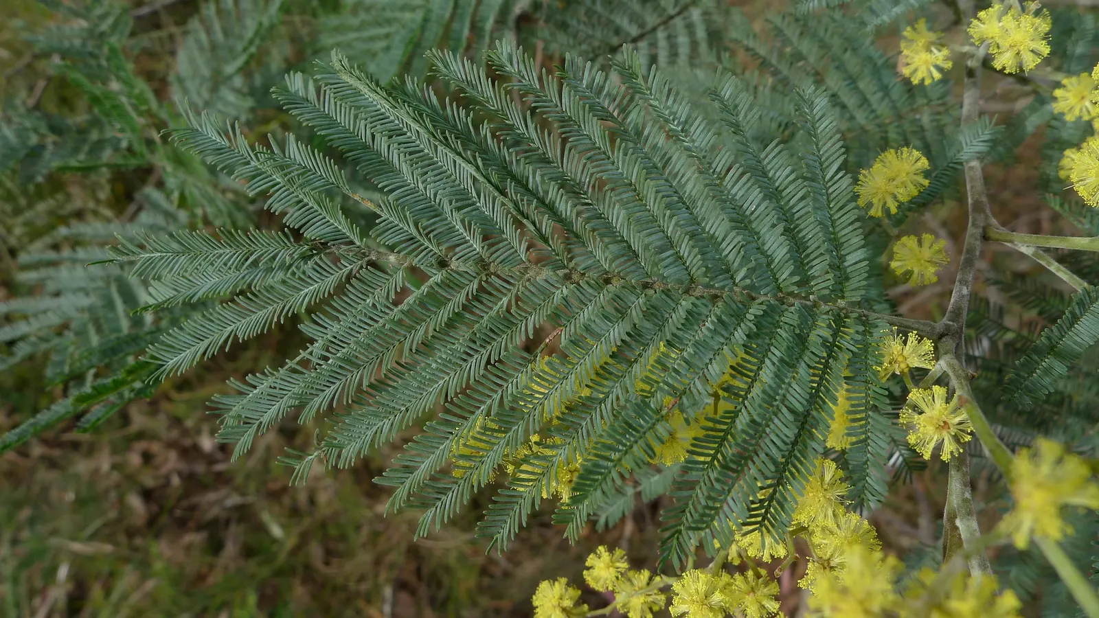 Silver Wattle (Acacia Dealbata) — it is renowned for its ornate aesthetic and fast-growing nature; silver Wattle can tolerate a variety of soil types but