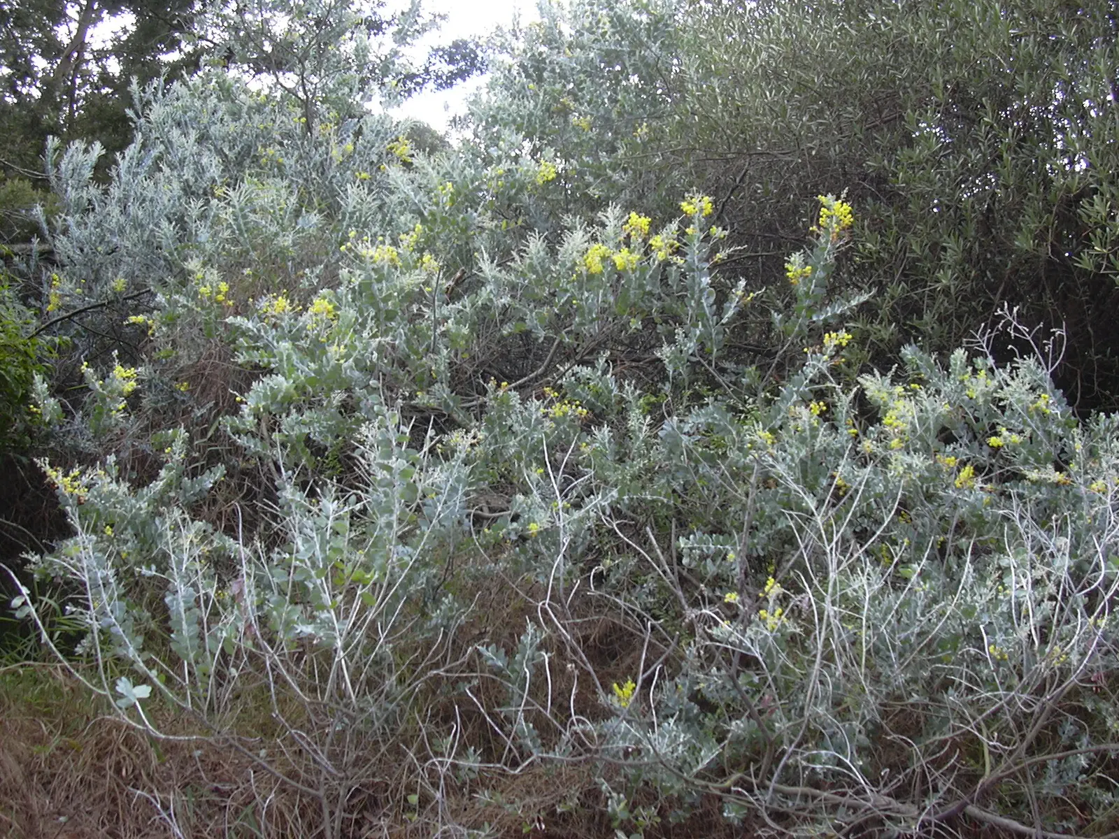 Silver Wattle (Acacia Dealbata) — Its versatility in design ranges from focal point to windbreak or even as a component of a mixed screen; tree for, image 141