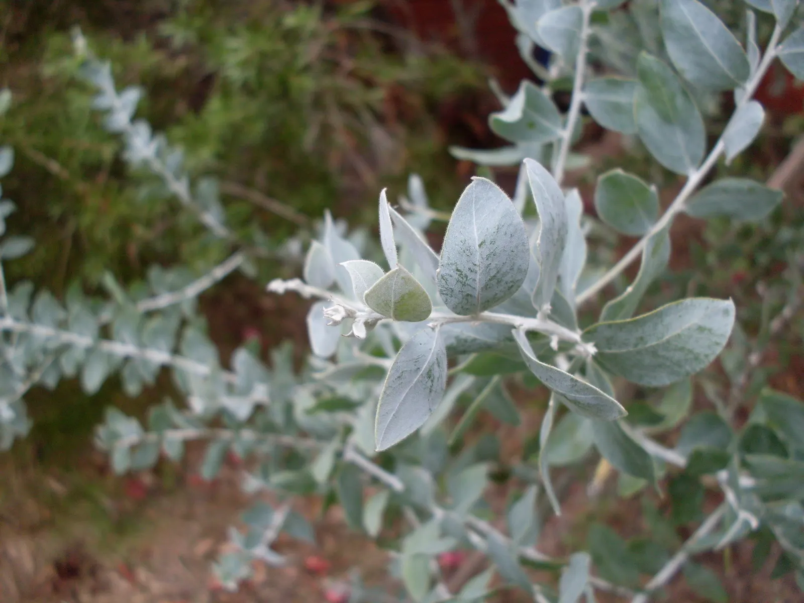 Silver Wattle (Acacia Dealbata) — reaching up to 90 feet in height; making it a popular choice for landscape designs that require a quick, image 122