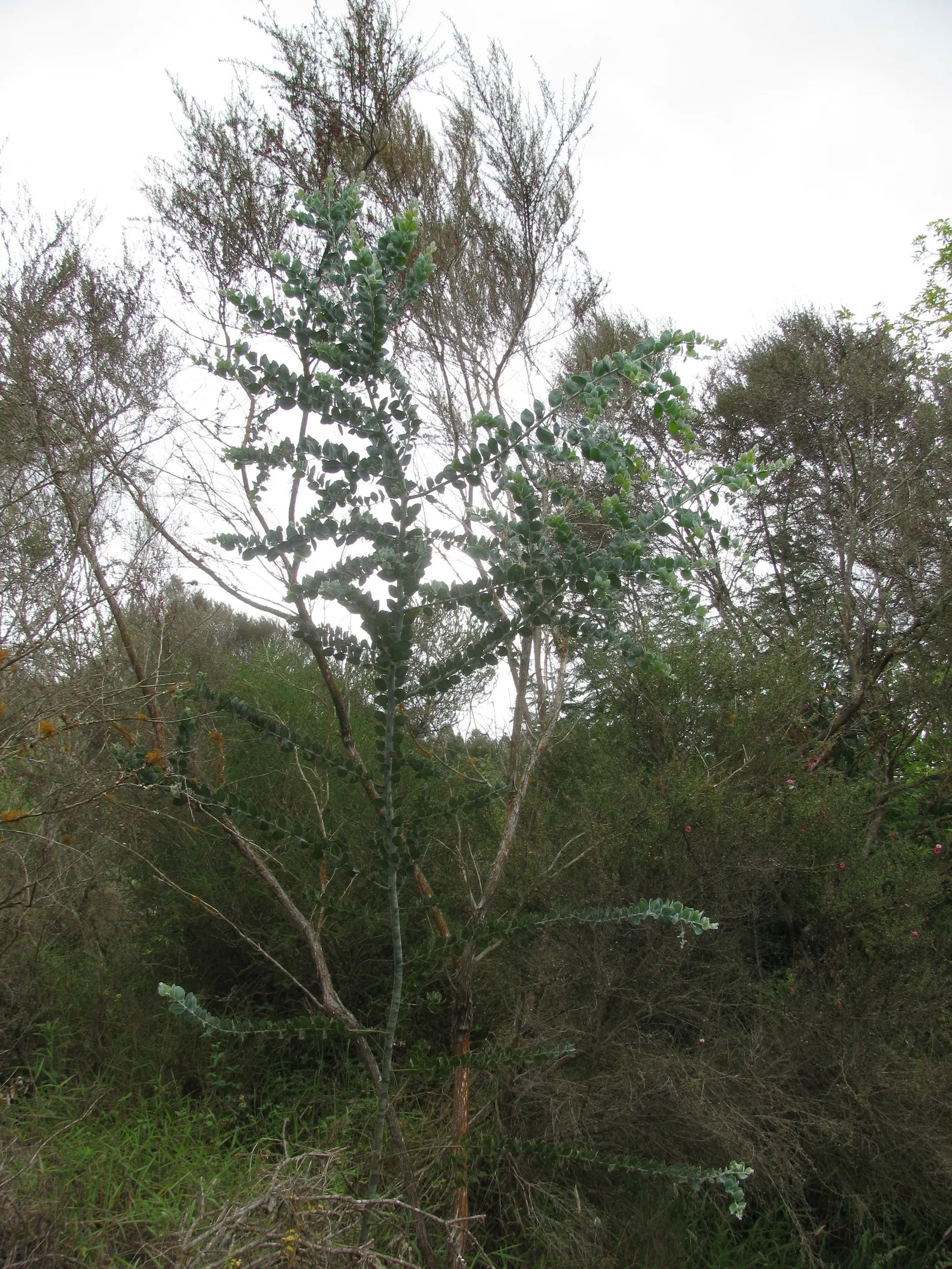 Silver Wattle (Acacia Dealbata) — Silver Wattle boasts a silver-gray hue due to a fine powder that covers its bipinnate leaves; making it an, image 111