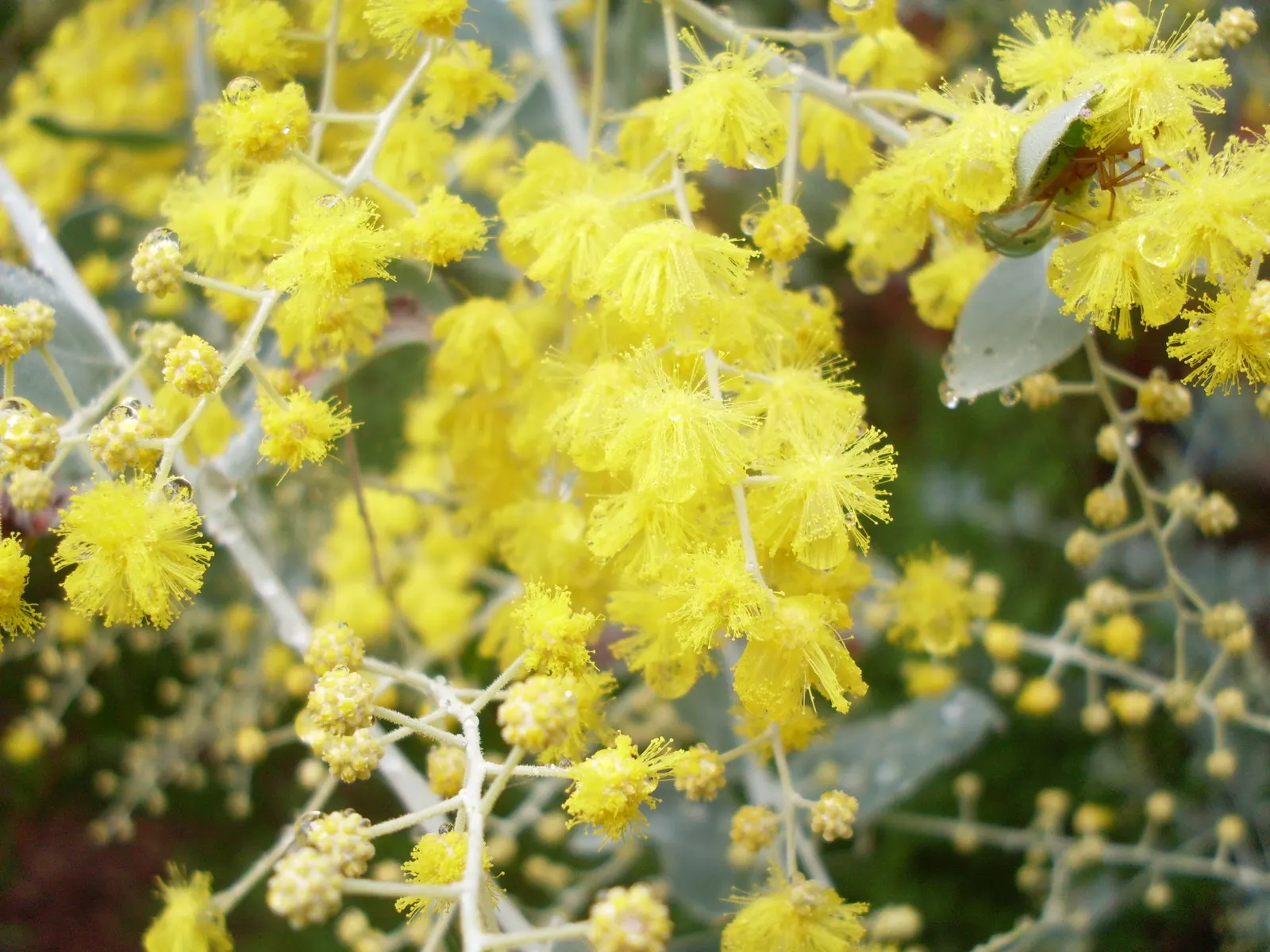 Silver Wattle (Acacia Dealbata) — The Silver Wattle (Acacia dealbata) is a fast-growing evergreen; preferring full sun and well-draining soils, it's, image 121