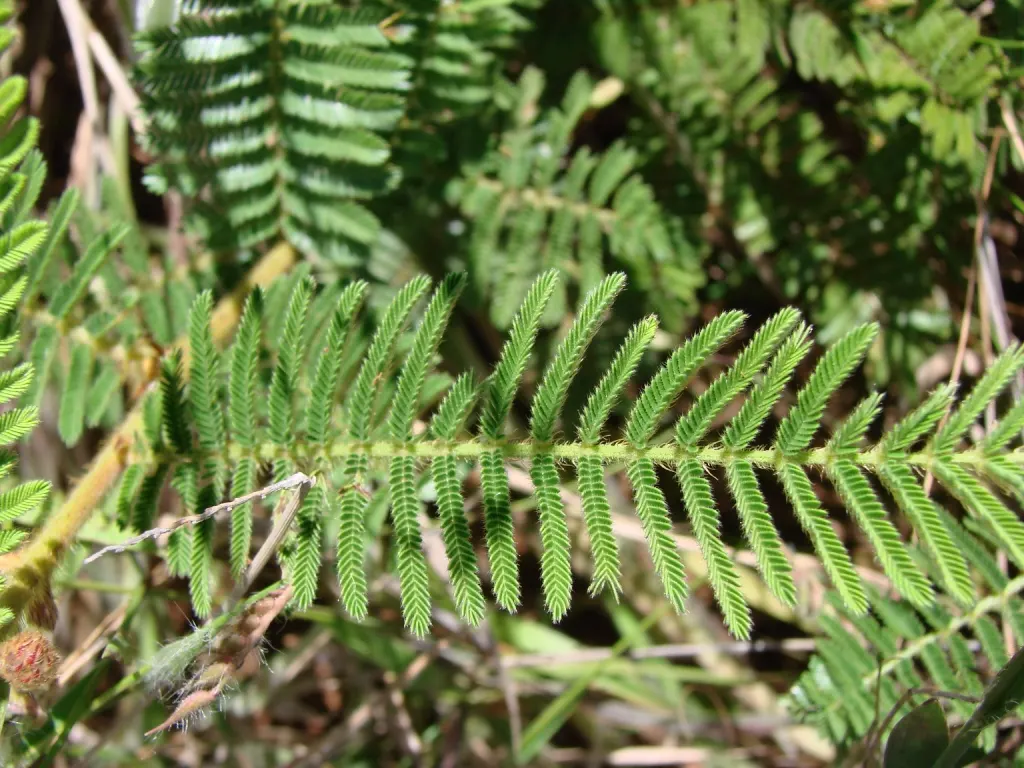 Silver Wattle (Acacia Dealbata) — Silver Wattle boasts a silver-gray hue due to a fine powder that covers its bipinnate leaves; making it an excellent specimen