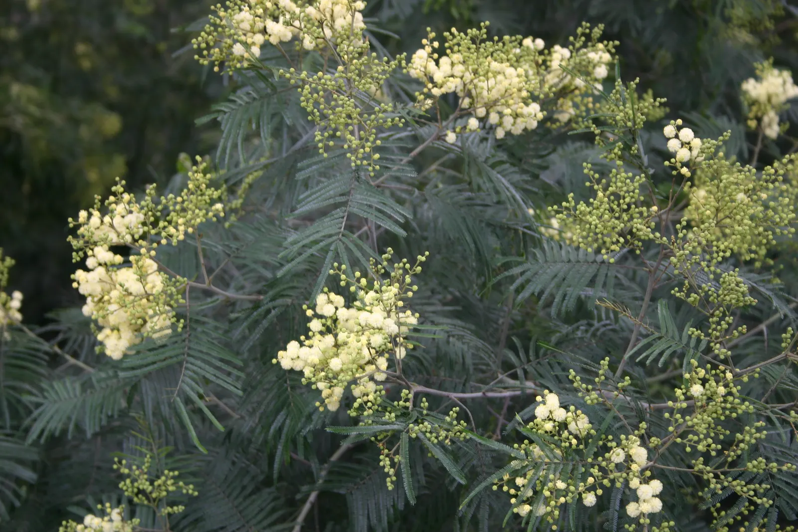 Silver Wattle (Acacia Dealbata) — is a striking evergreen tree hailing from the Fabaceae family; this tree's striking winter-to-spring blooms add, image 104