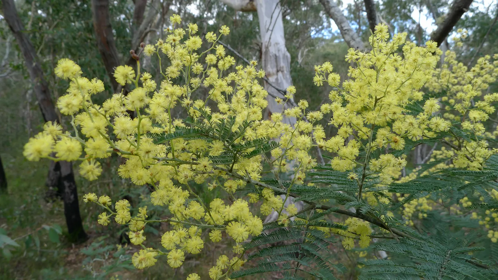Silver Wattle (Acacia Dealbata) — making it a popular choice for landscape designs that require a quick establishment of greenery