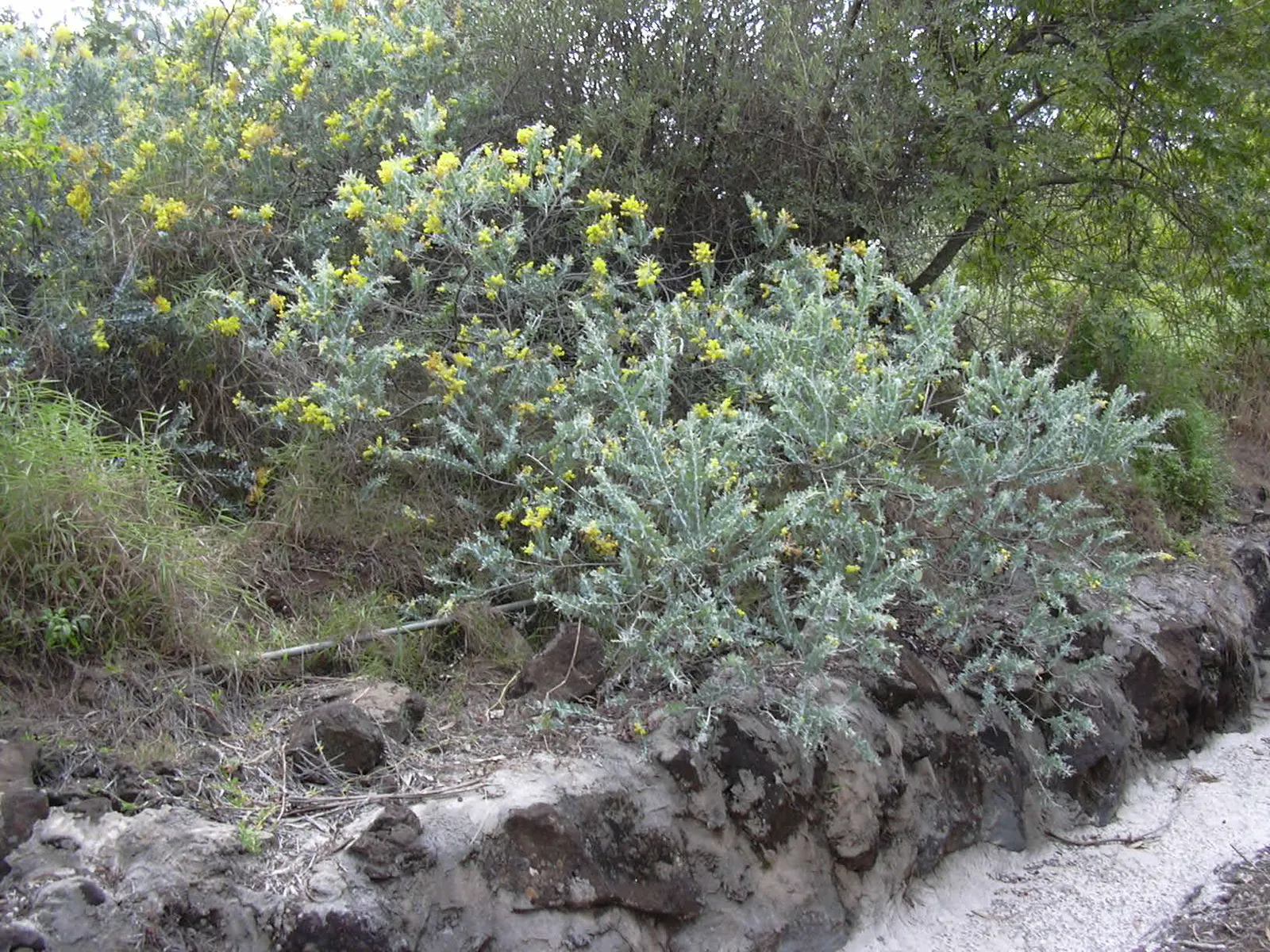 Silver Wattle (Acacia Dealbata) — In the late winter to early spring; with a canopy spread of 20 to 30 feet, image 136