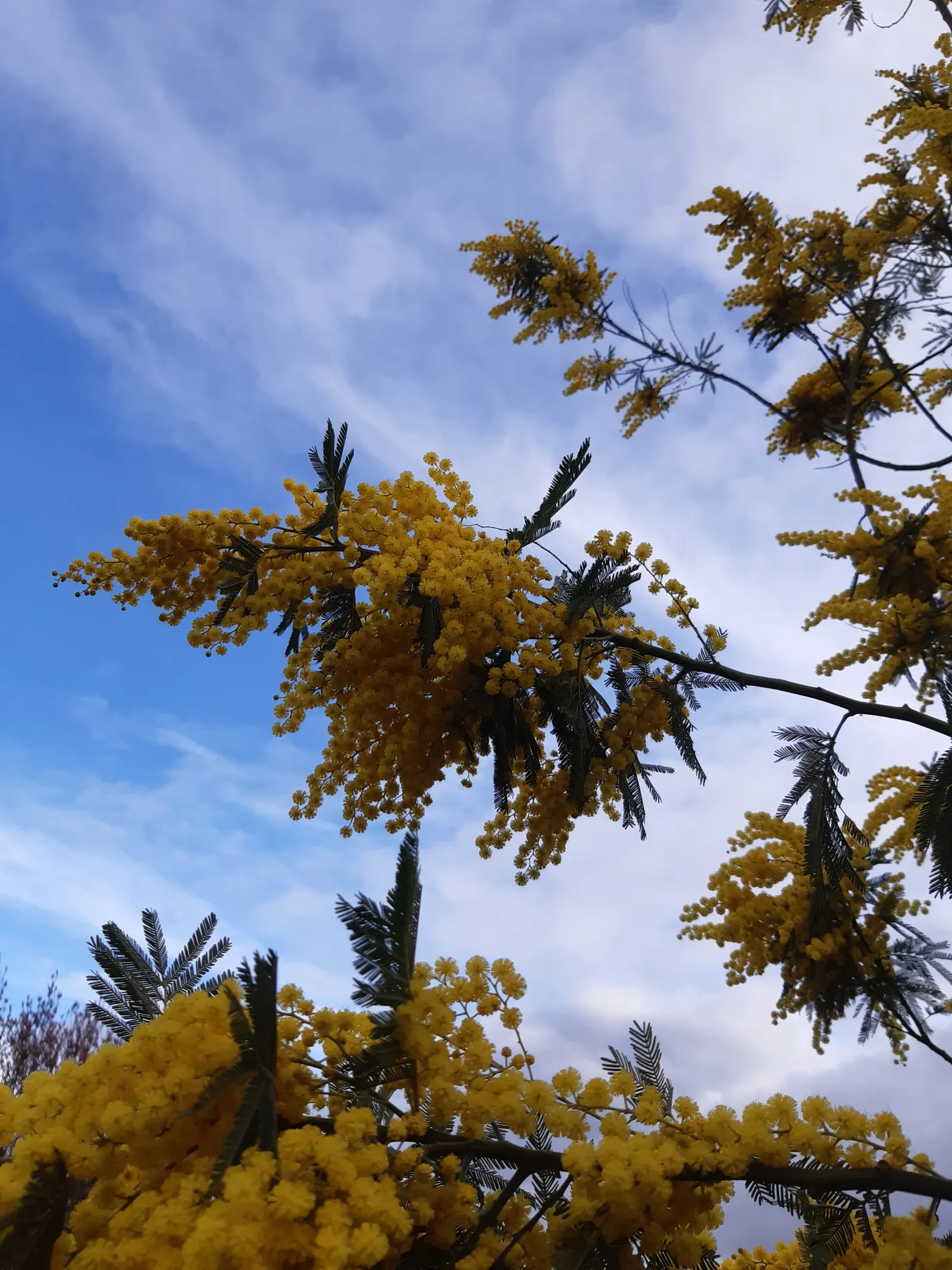 Silver Wattle (Acacia Dealbata) — making it an excellent specimen or screening plant; silver Wattle boasts a silver-gray hue due to a fine powder, image 54