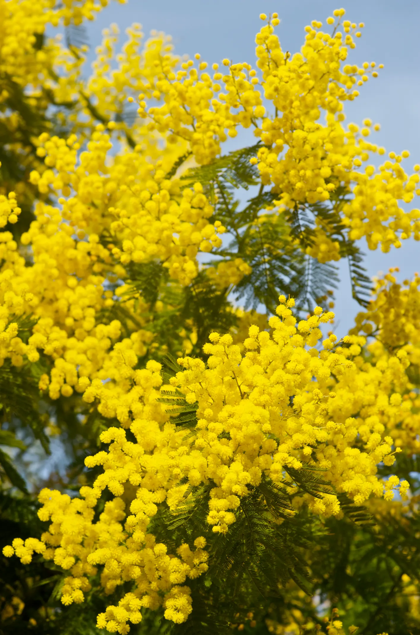 Silver Wattle (Acacia Dealbata) — Preferring full sun and well-draining soils, it's drought-tolerant once established; the Silver Wattle (Acacia, image 100