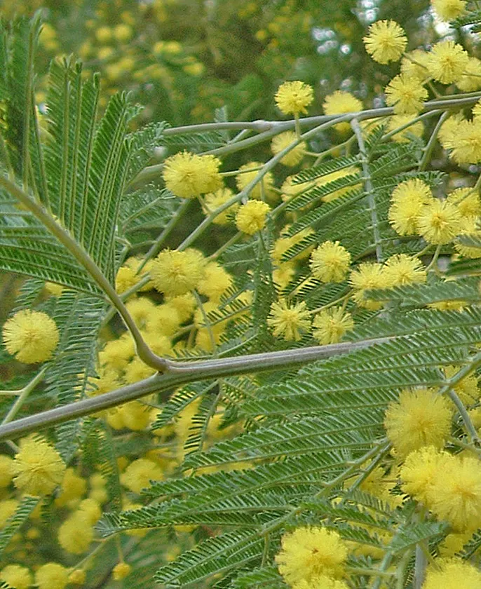 Silver Wattle (Acacia Dealbata) — Its feathery, blue-green foliage and bright yellow, fragrant flowers enliven gardens in USDA zones 8-11; each, image 99