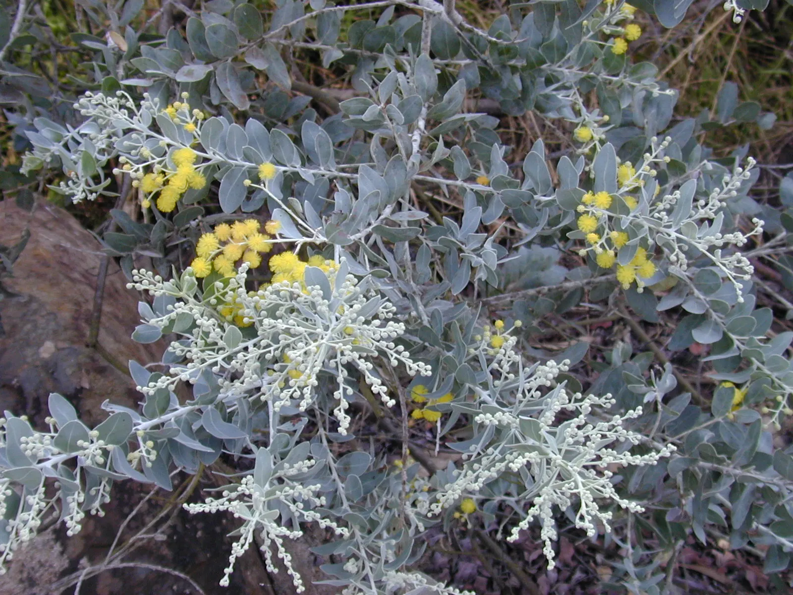 Silver Wattle (Acacia Dealbata) — tree with yellow blooms; providing a generous area of dappled shade.<br><br>Distinguished by its feathery, image 119
