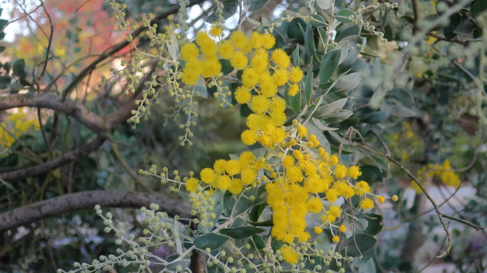 Silver Wattle (Acacia Dealbata) — tree for full; its versatility in design ranges from focal point to windbreak or even as a component of a mixed, image 144