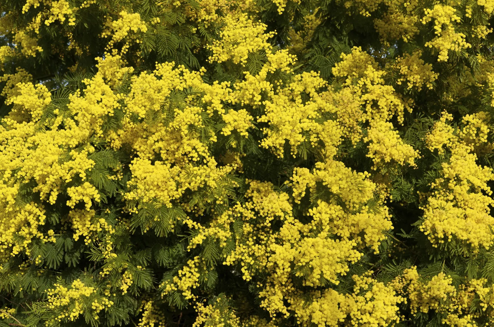 Silver Wattle (Acacia Dealbata) — making it an excellent specimen or screening plant; silver Wattle boasts a silver-gray hue due to a fine powder, image 102