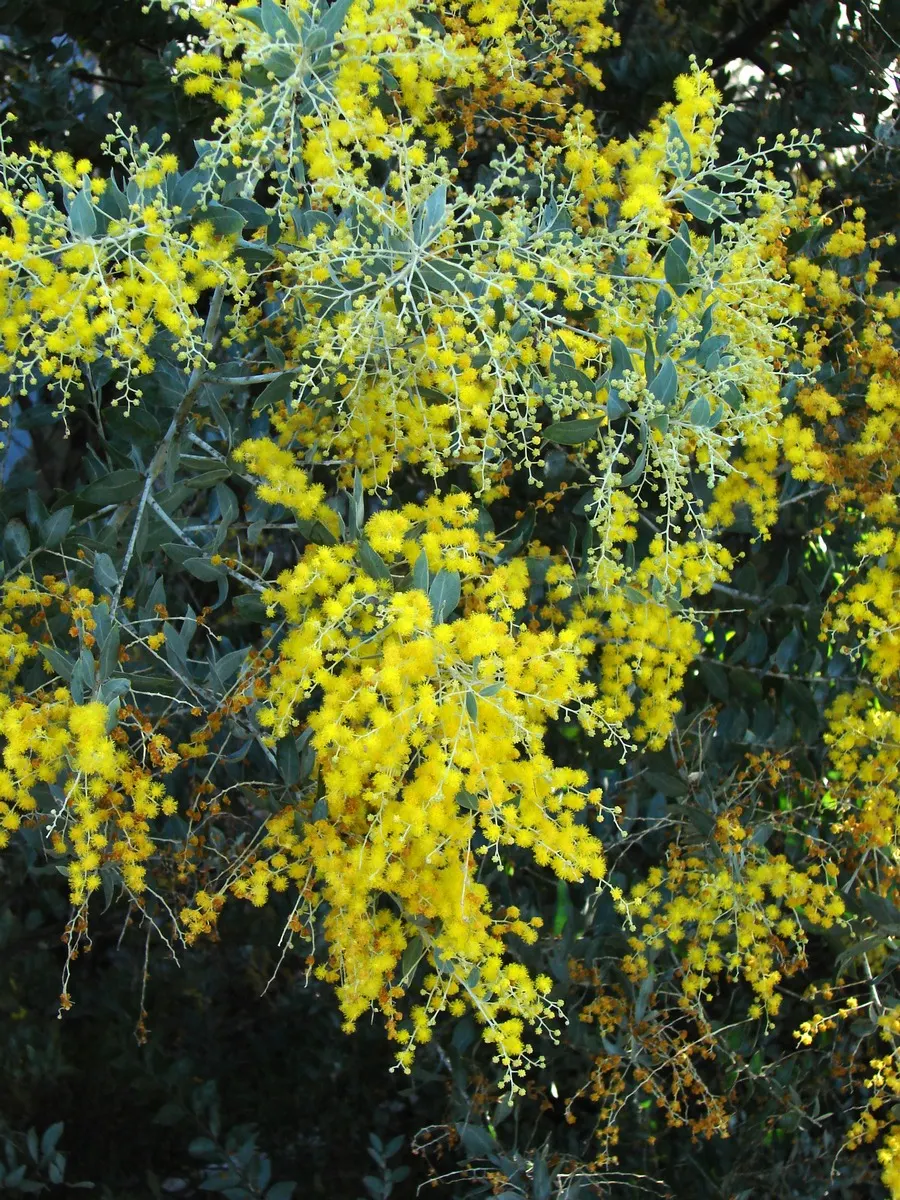 Silver Wattle (Acacia Dealbata) — tree for full; its versatility in design ranges from focal point to windbreak or even as a component of a mixed, image 120