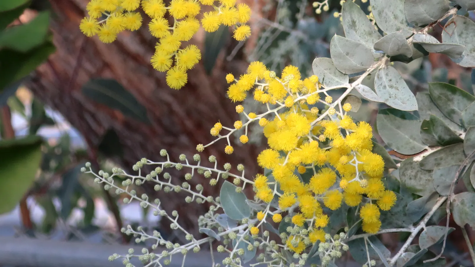 Silver Wattle (Acacia Dealbata) — For maximum vitality, it should receive moderate watering, mainly during dry periods