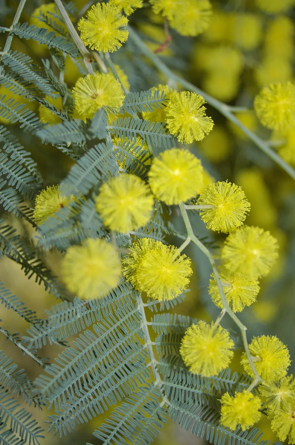 Silver Wattle (Acacia Dealbata) — Native to southeastern Australia; the tree typically reaches a mature height ranging from 20 to 50 feet