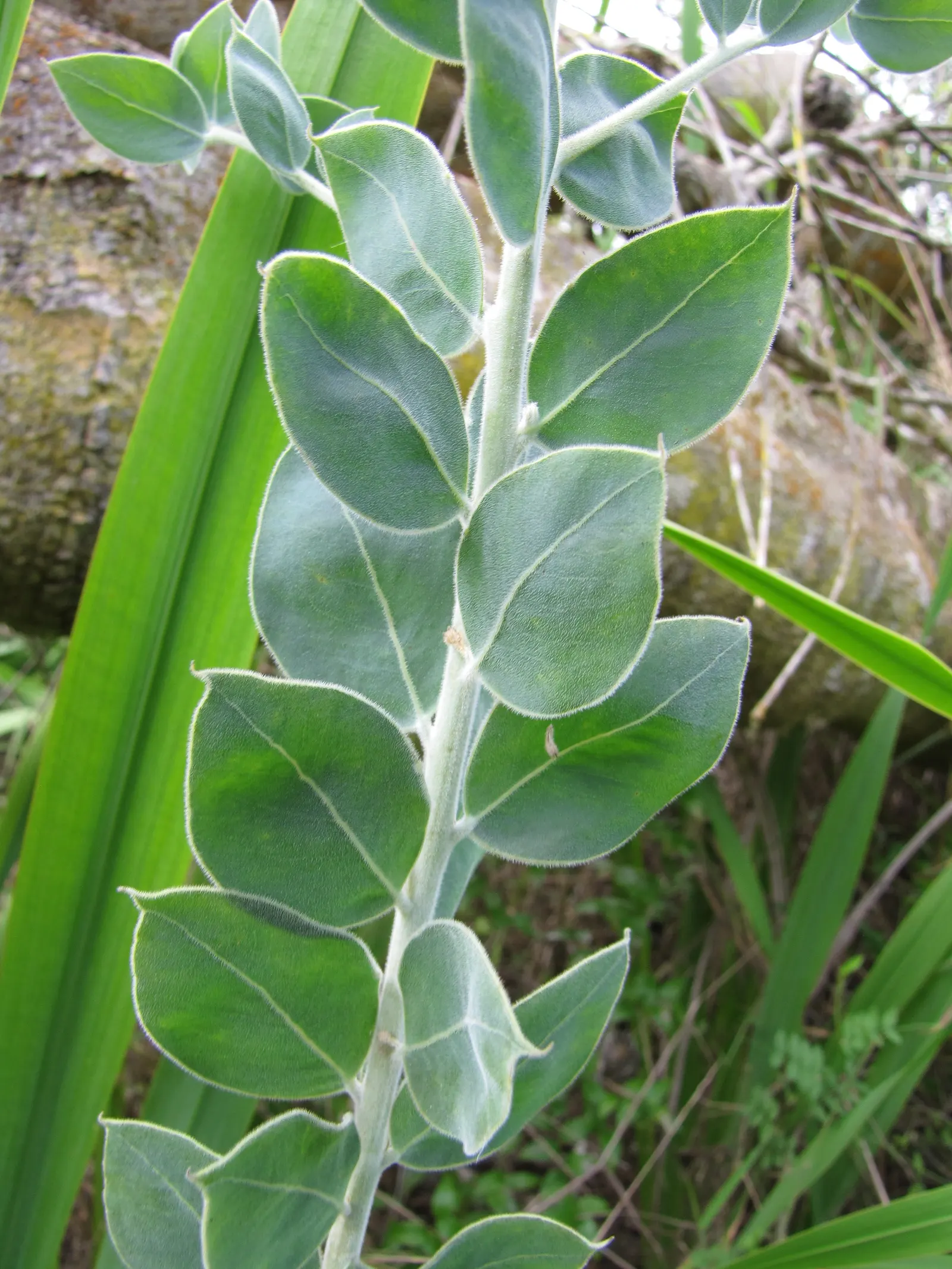 Silver Wattle (Acacia Dealbata) — Silver Wattle boasts a silver-gray hue due to a fine powder that covers its bipinnate leaves; making it an, image 135