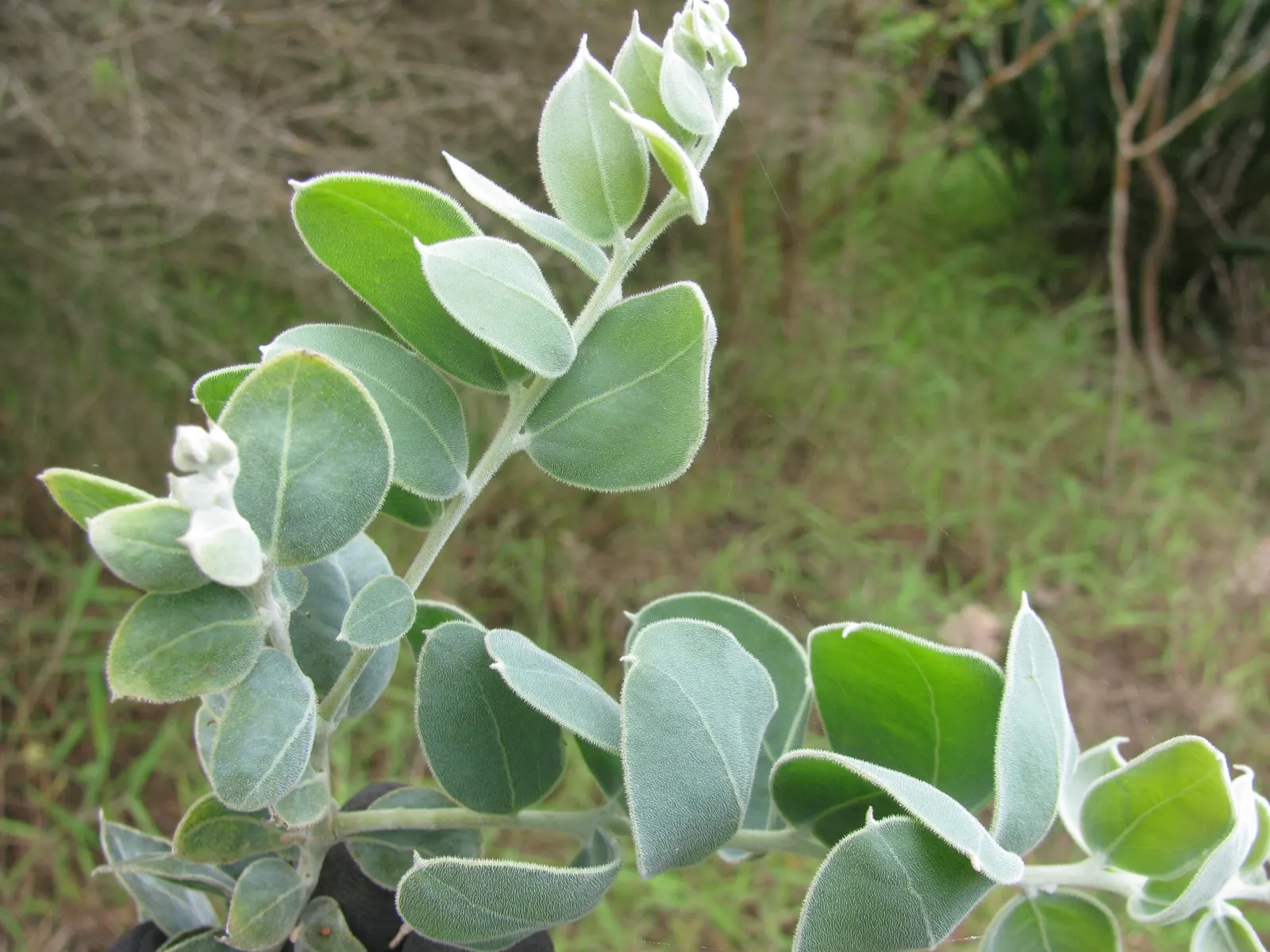 Silver Wattle (Acacia Dealbata) — The tree typically reaches a mature height ranging from 20 to 50 feet; native to southeastern Australia, image 132