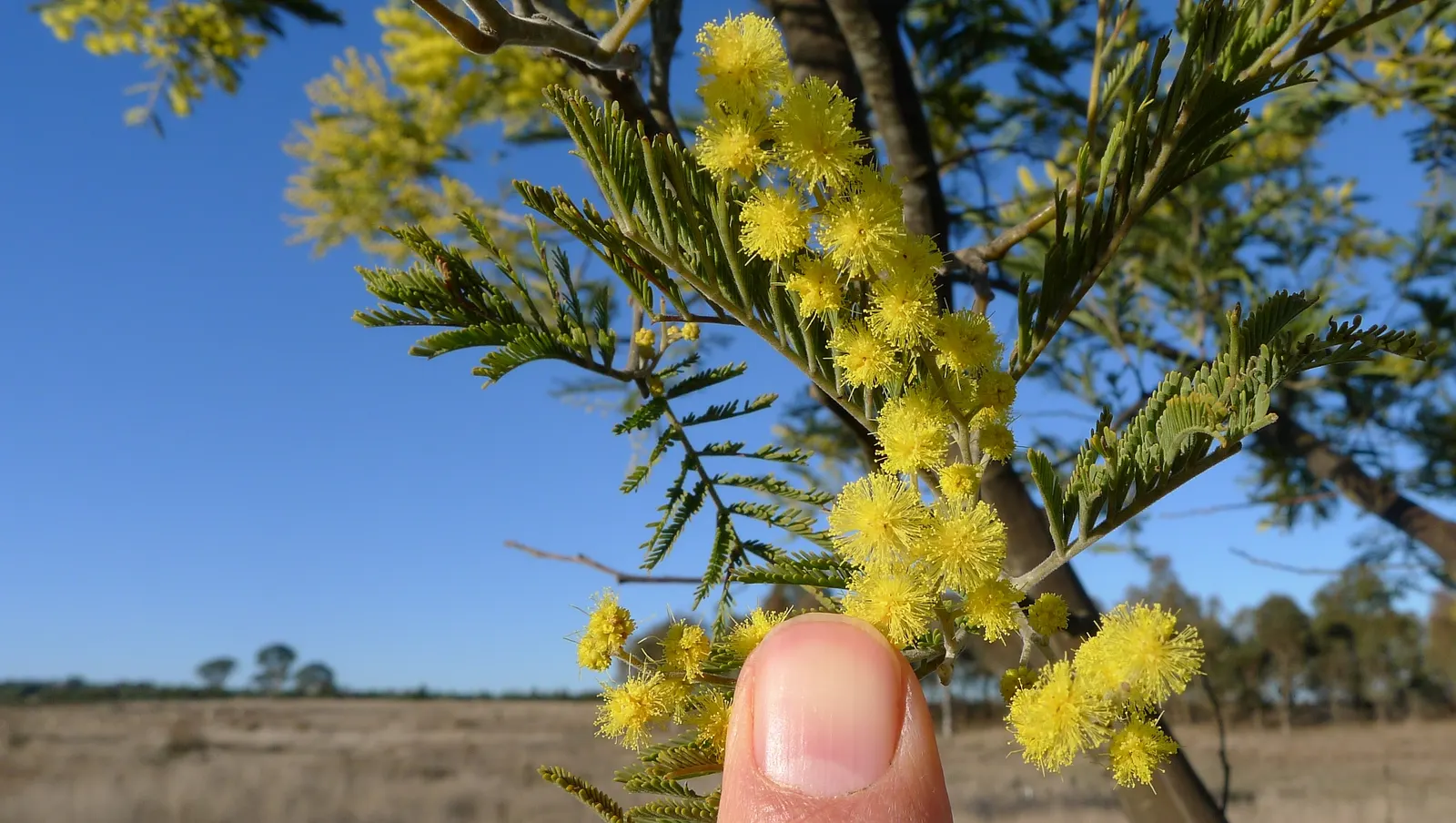 Silver Wattle (Acacia Dealbata) — This tree's striking winter-to-spring blooms add warmth and color; is a striking evergreen tree hailing from the, image 101