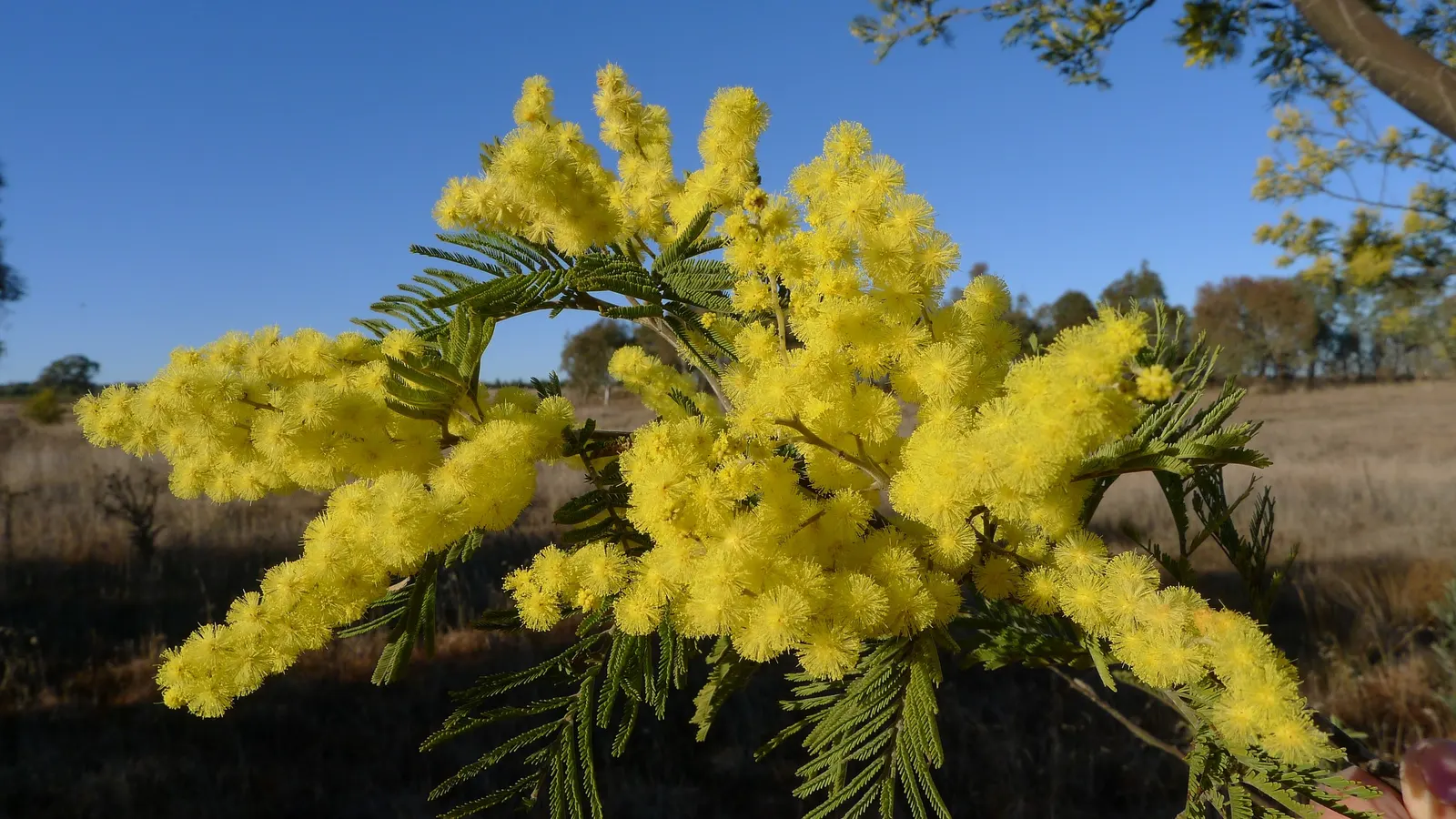 Silver Wattle (Acacia Dealbata) — Silver Wattle can tolerate a variety of soil types but excels in acidic to neutral pH ranges; it is renowned for its ornate
