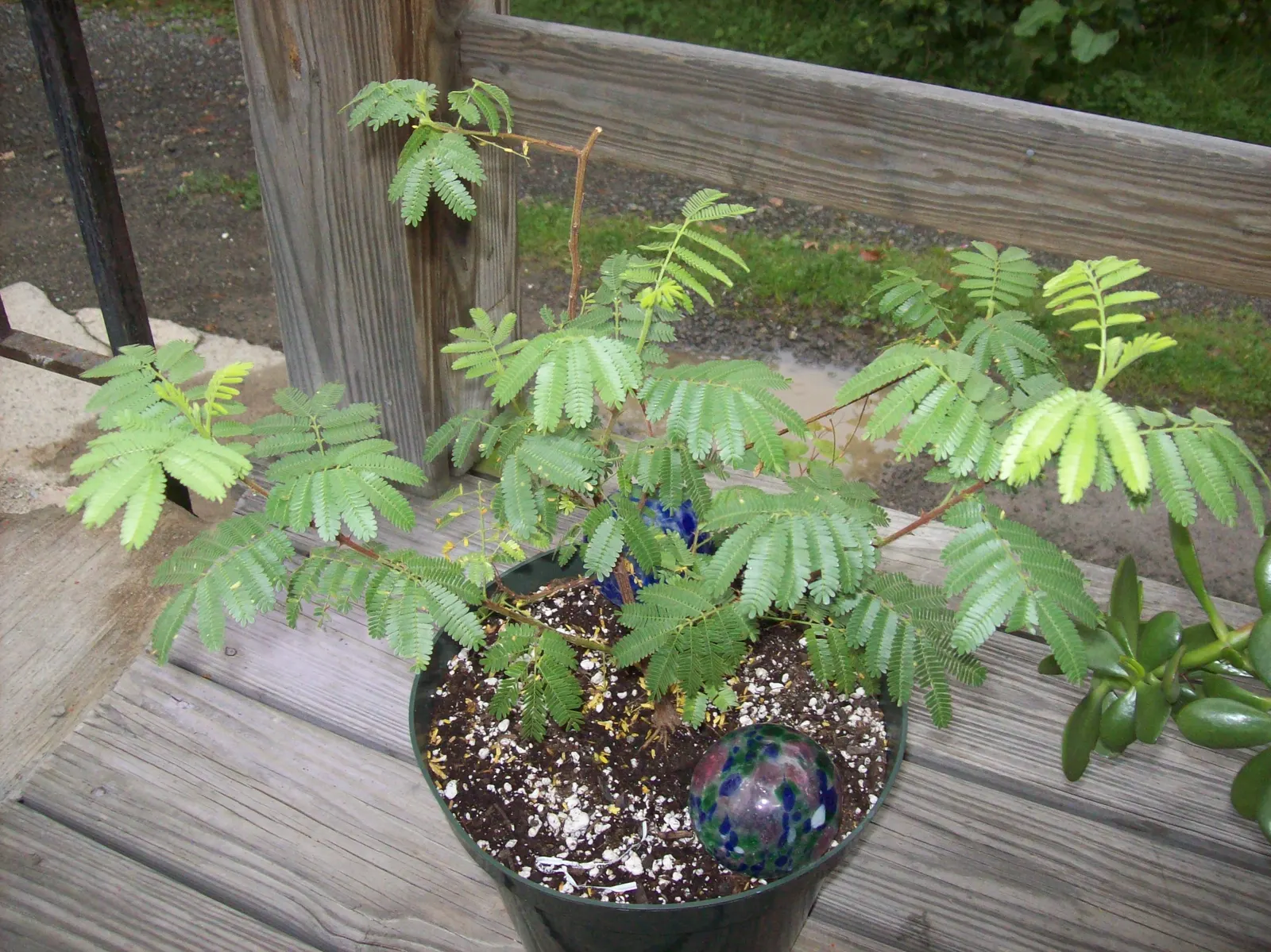 Silver Wattle (Acacia Dealbata) — it is renowned for its ornate aesthetic and fast-growing nature; silver Wattle can tolerate a variety of soil, image 106