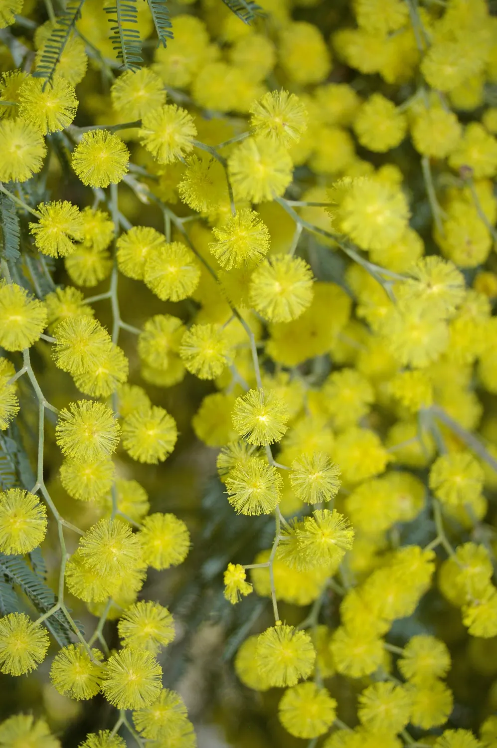 Silver Wattle (Acacia Dealbata) — Its feathery, blue-green foliage and bright yellow, fragrant flowers enliven gardens in USDA zones 8-11