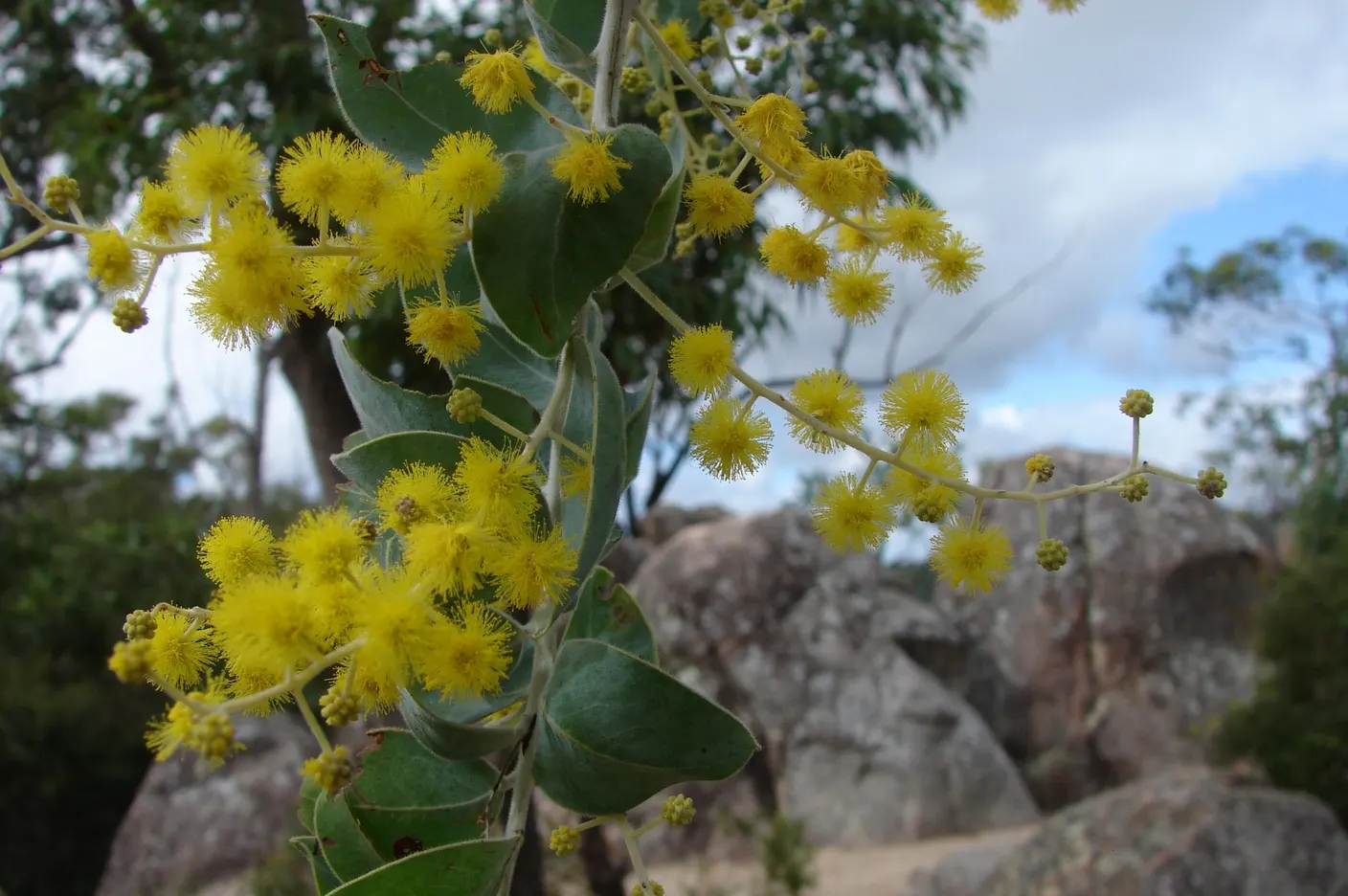 Silver Wattle (Acacia Dealbata) — Its feathery, blue-green foliage and bright yellow, fragrant flowers enliven gardens in USDA zones 8-11; each, image 123