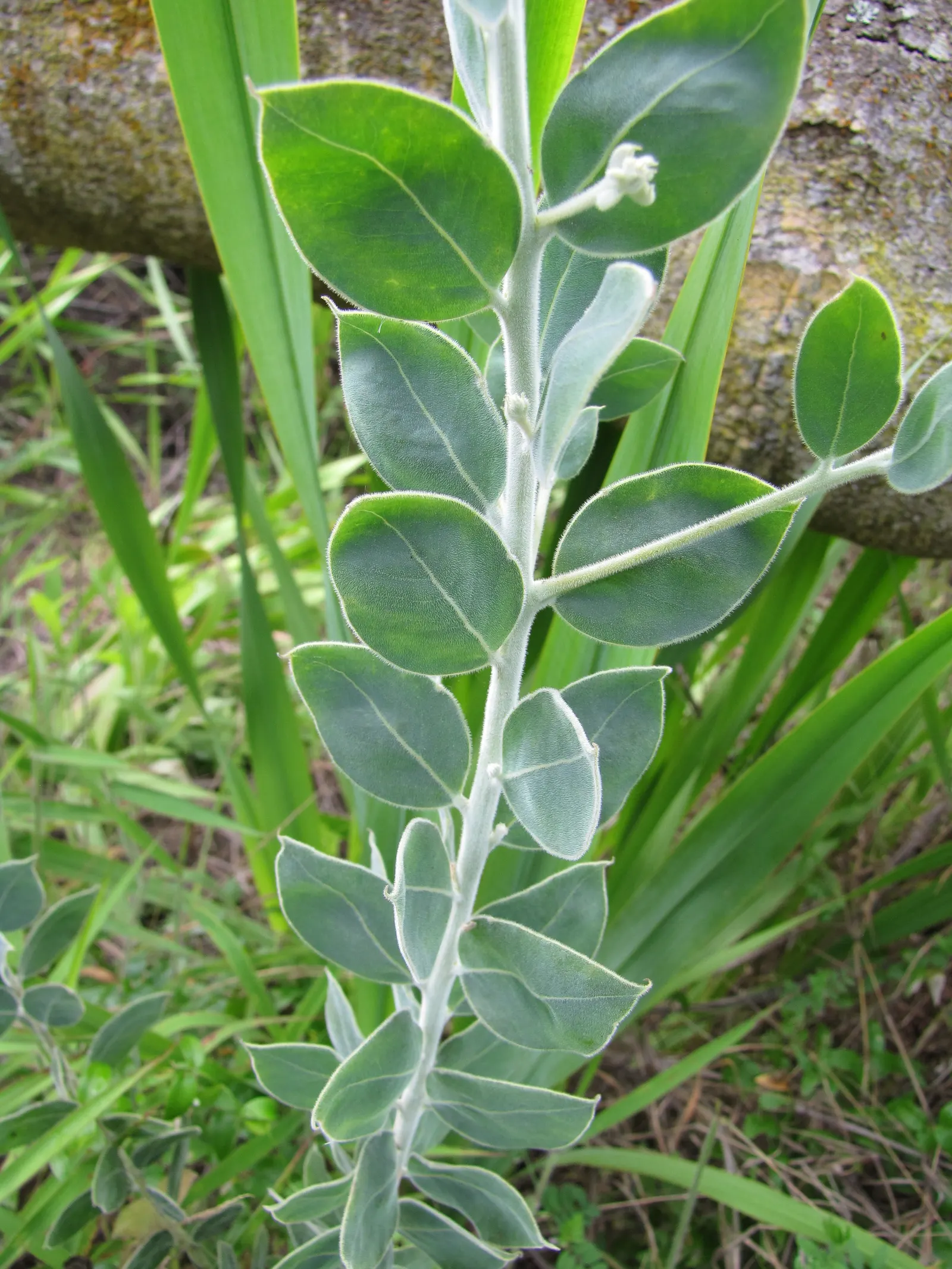Silver Wattle (Acacia Dealbata) — providing a generous area of dappled shade.<br><br>Distinguished by its feathery; tree with yellow blooms, image 134