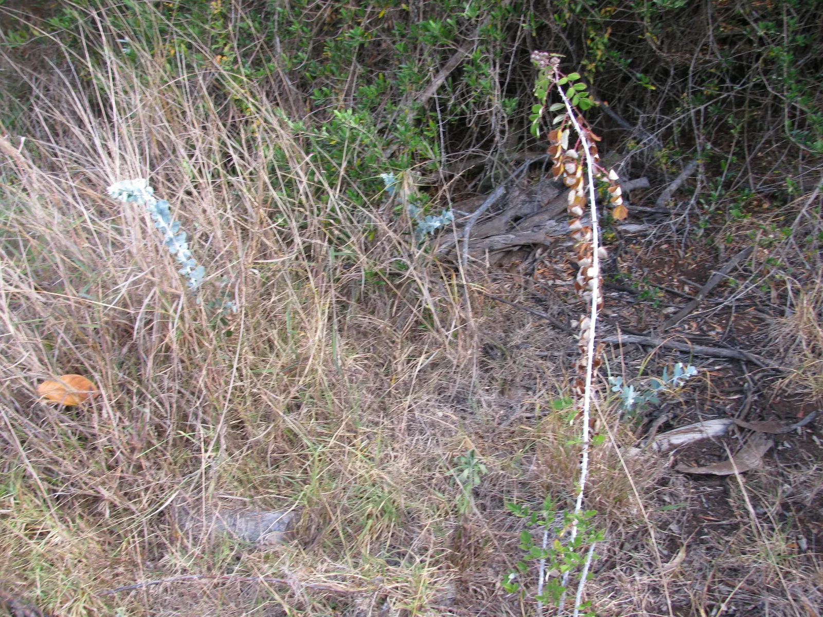Silver Wattle (Acacia Dealbata) — Preferring full sun and well-draining soils, it's drought-tolerant once established; the Silver Wattle (Acacia dealbata) is a