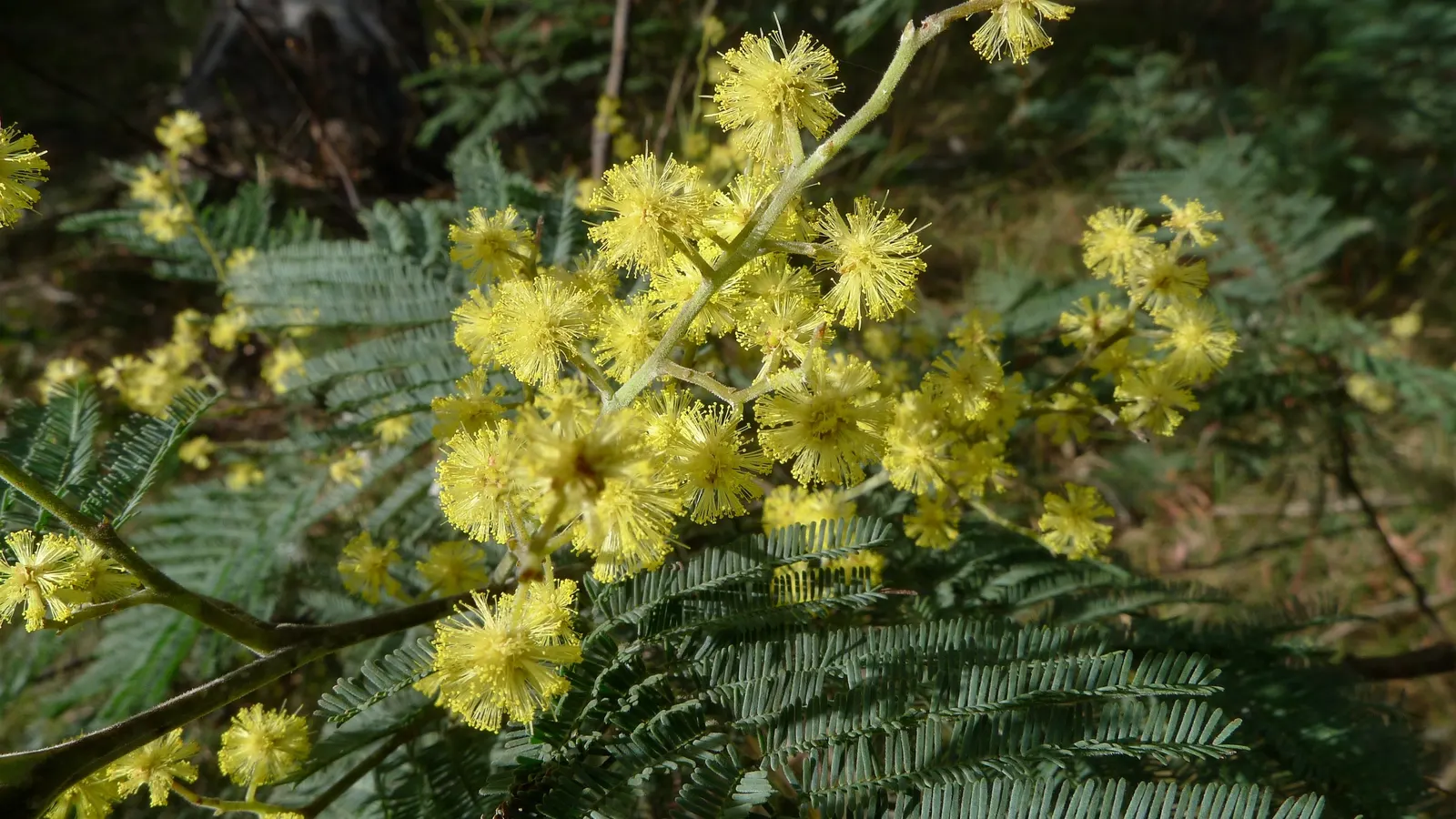 Silver Wattle (Acacia Dealbata) — Silver Wattle can tolerate a variety of soil types but excels in acidic to neutral pH ranges; it is renowned for, image 139