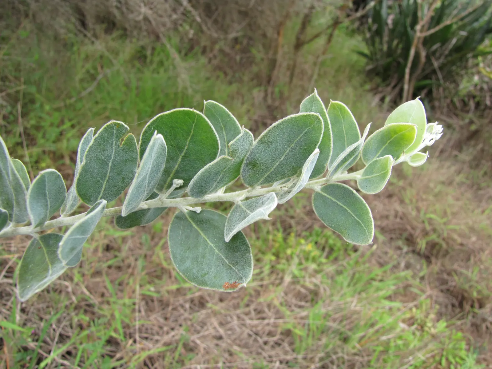 Silver Wattle (Acacia Dealbata) — it is renowned for its ornate aesthetic and fast-growing nature; silver Wattle can tolerate a variety of soil, image 130