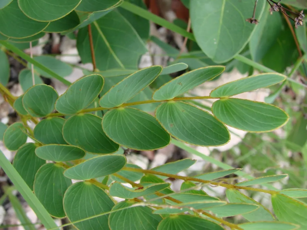 Silver Wattle (Acacia Dealbata) — making it a popular choice for landscape designs that require a quick establishment of greenery; reaching up to, image 107