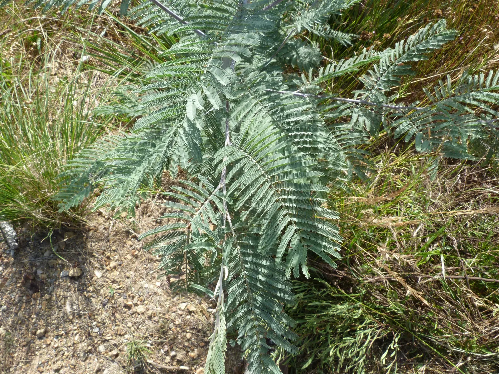 Silver Wattle (Acacia Dealbata) — tree for full; its versatility in design ranges from focal point to windbreak or even as a component of a mixed, image 96
