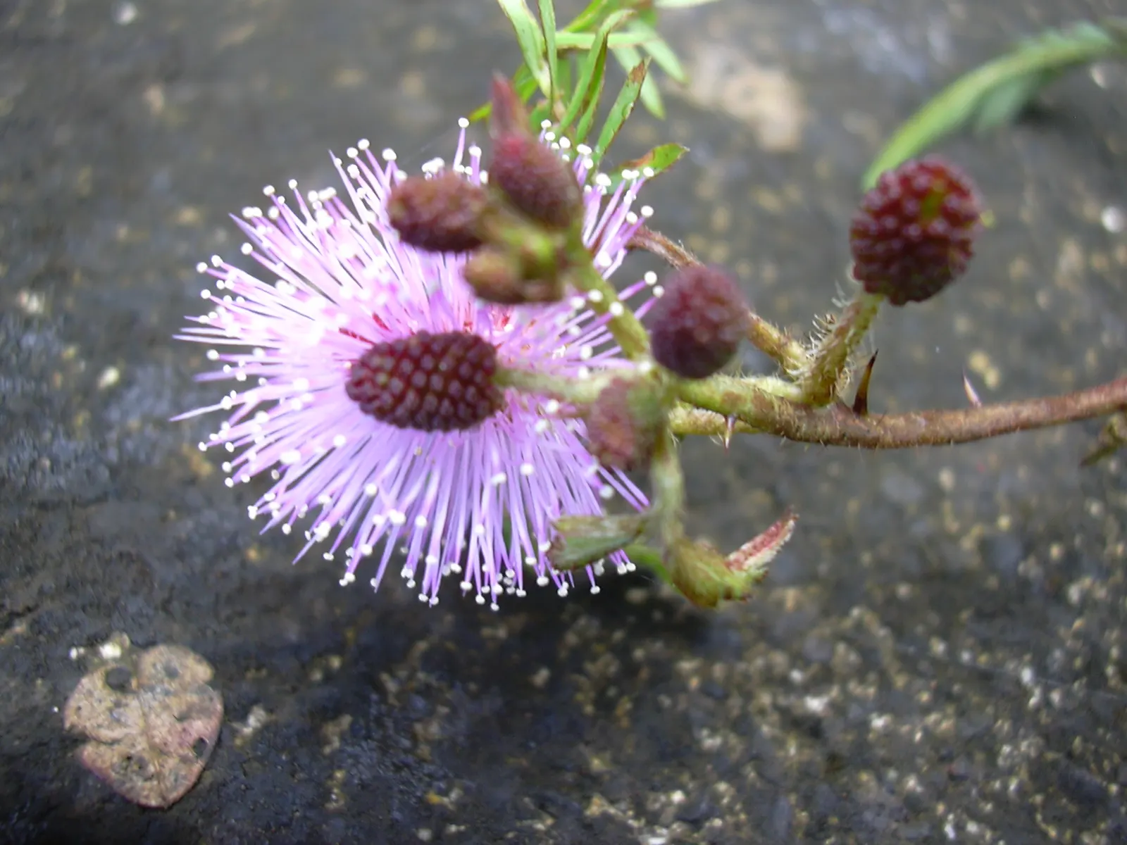 Silver Wattle (Acacia Dealbata) — The tree typically reaches a mature height ranging from 20 to 50 feet; native to southeastern Australia, image 108
