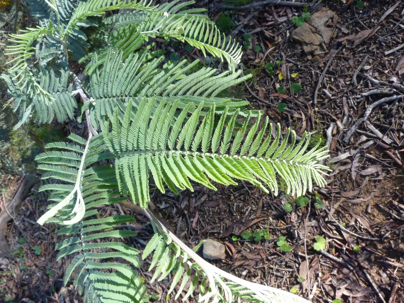 Silver Wattle (Acacia Dealbata) — yellow flowers in the garden; scientifically referred to as Acacia dealbata, image 94