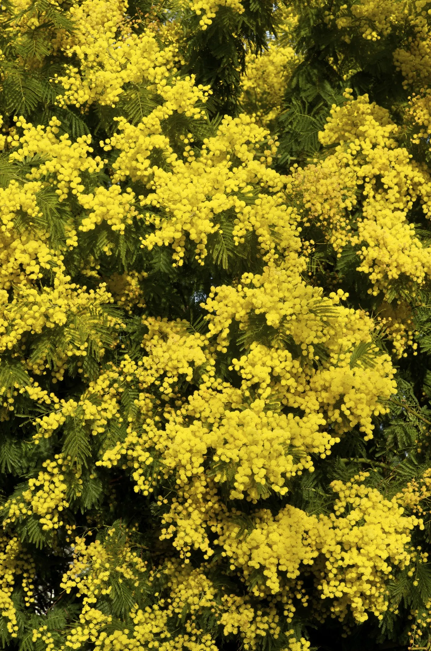 Silver Wattle (Acacia Dealbata) — This tree's striking winter-to-spring blooms add warmth and color; is a striking evergreen tree hailing from the, image 53