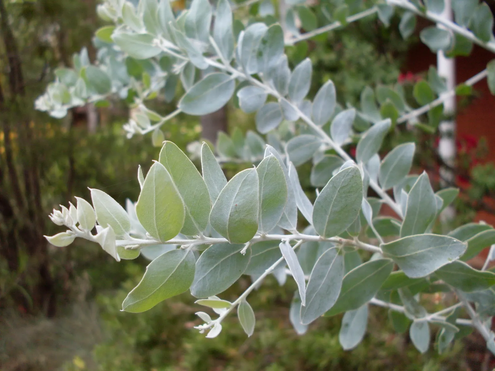 Silver Wattle (Acacia Dealbata) — Preferring full sun and well-draining soils, it's drought-tolerant once established; the Silver Wattle (Acacia, image 124