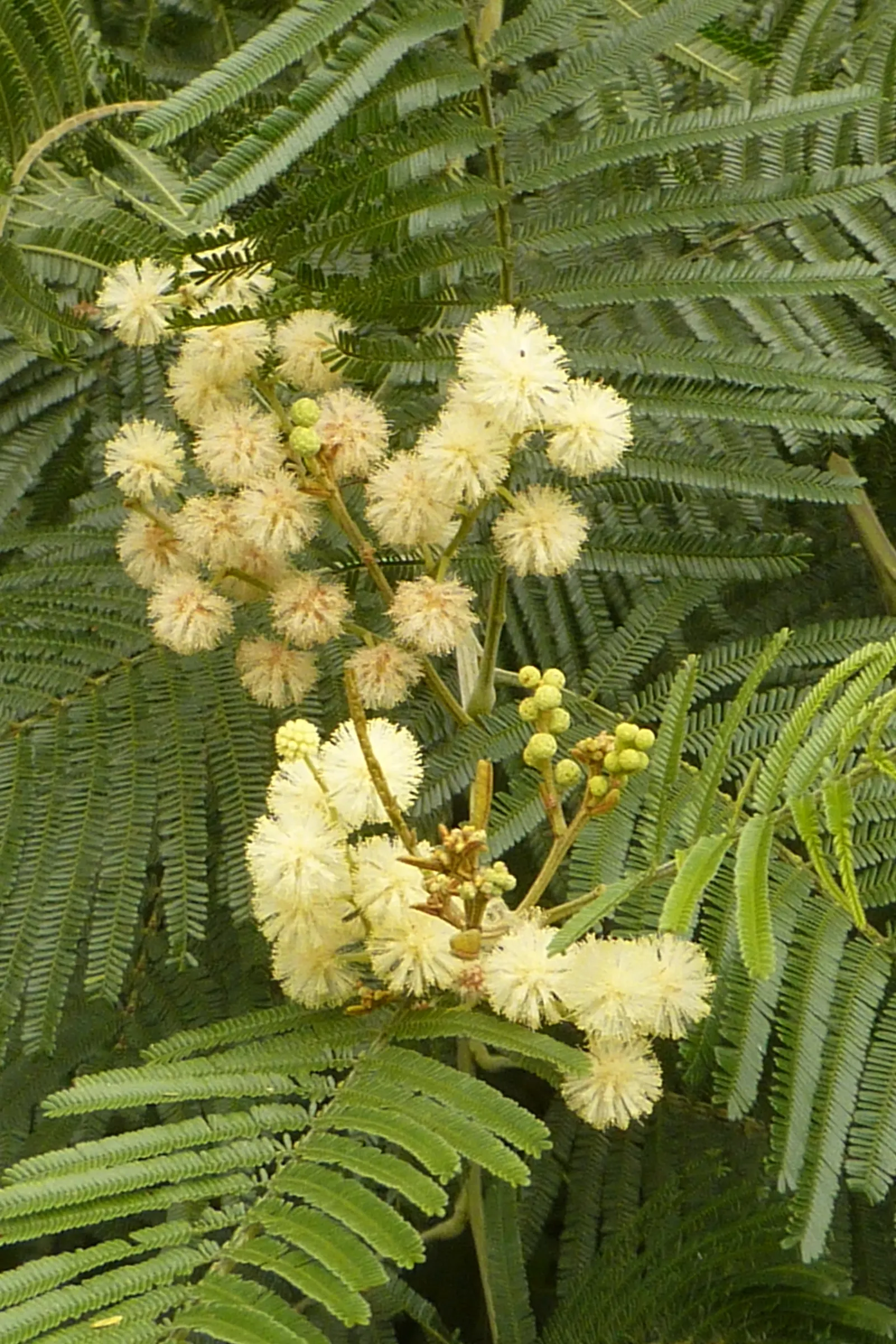 Silver Wattle (Acacia Dealbata) — Preferring full sun and well-draining soils, it's drought-tolerant once established; the Silver Wattle (Acacia, image 52