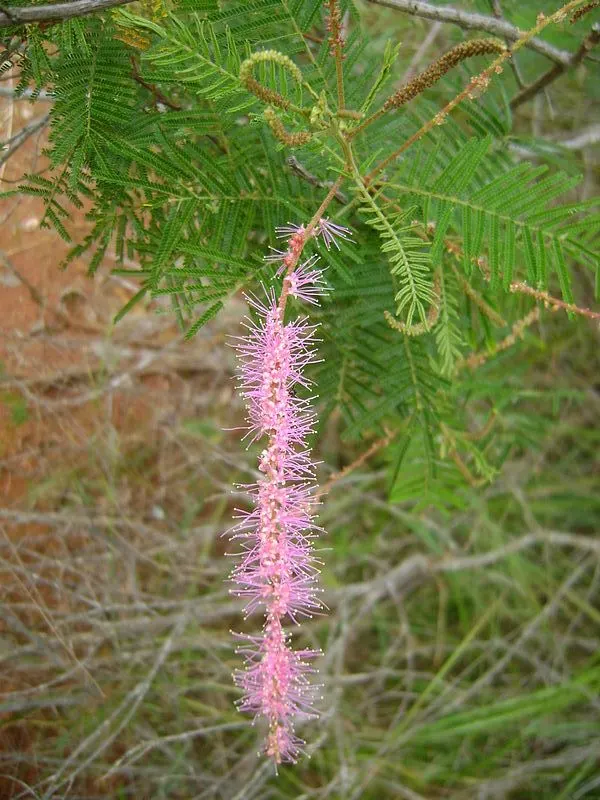 Silver Wattle (Acacia Dealbata) — tree with yellow blooms; providing a generous area of dappled shade.<br><br>Distinguished by its feathery