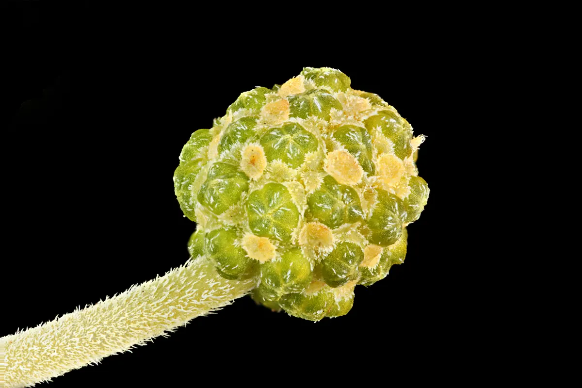 Silver Wattle (Acacia Dealbata) — For maximum vitality, it should receive moderate watering, mainly during dry periods; expect a magnificent, image 140