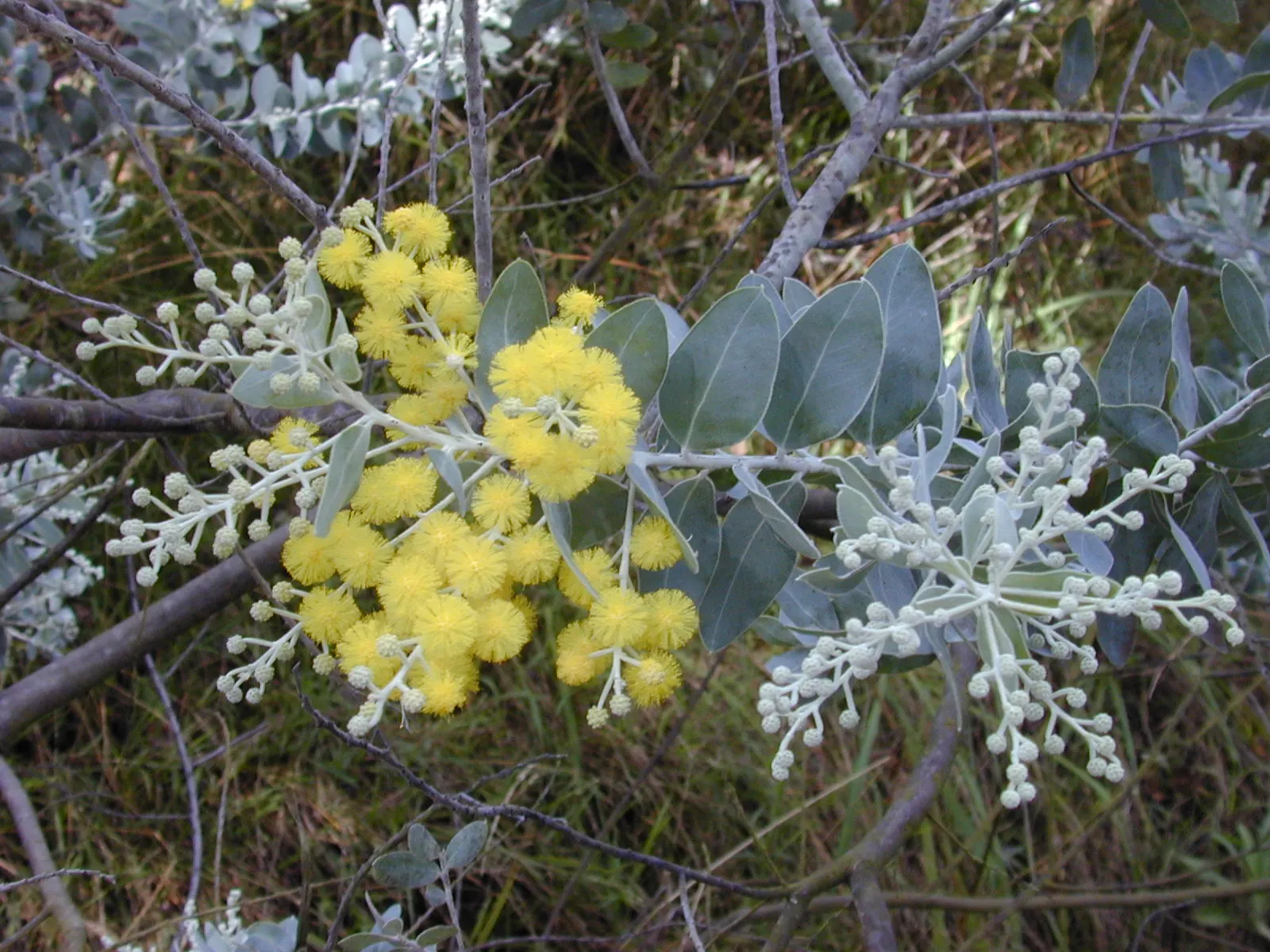 Silver Wattle (Acacia Dealbata) — each approximately 0.20 inches in diameter; its feathery, blue-green foliage and bright yellow, fragrant flowers, image 138