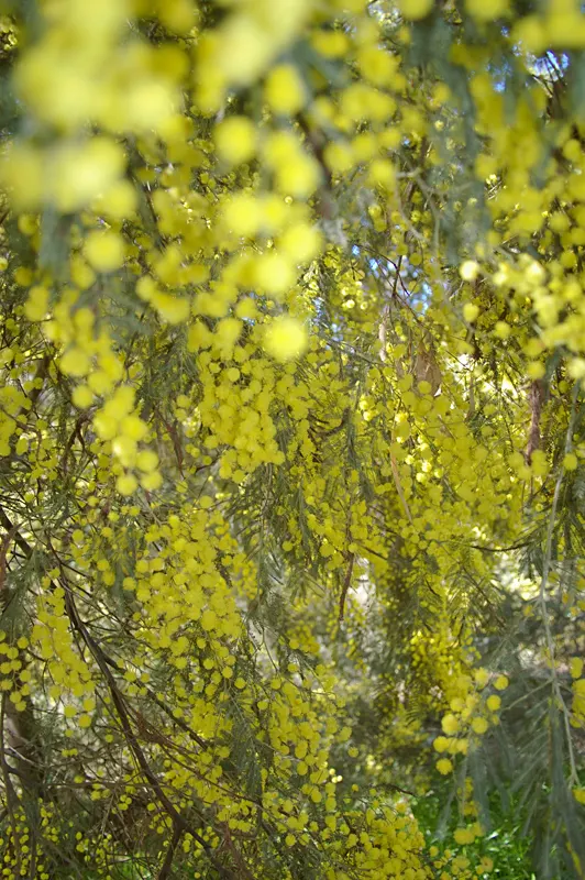 Silver Wattle (Acacia Dealbata) — making it an excellent specimen or screening plant