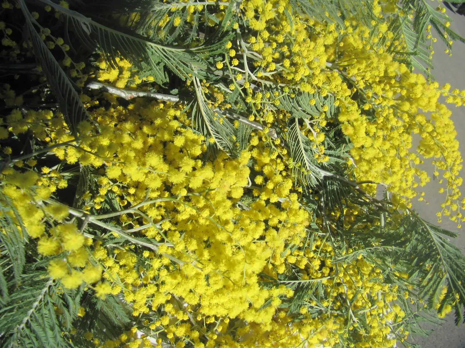 Silver Wattle (Acacia Dealbata) — Silver Wattle can tolerate a variety of soil types but excels in acidic to neutral pH ranges; it is renowned for, image 115