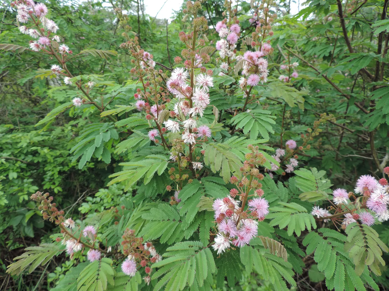 Silver Wattle (Acacia Dealbata) — The tree typically reaches a mature height ranging from 20 to 50 feet