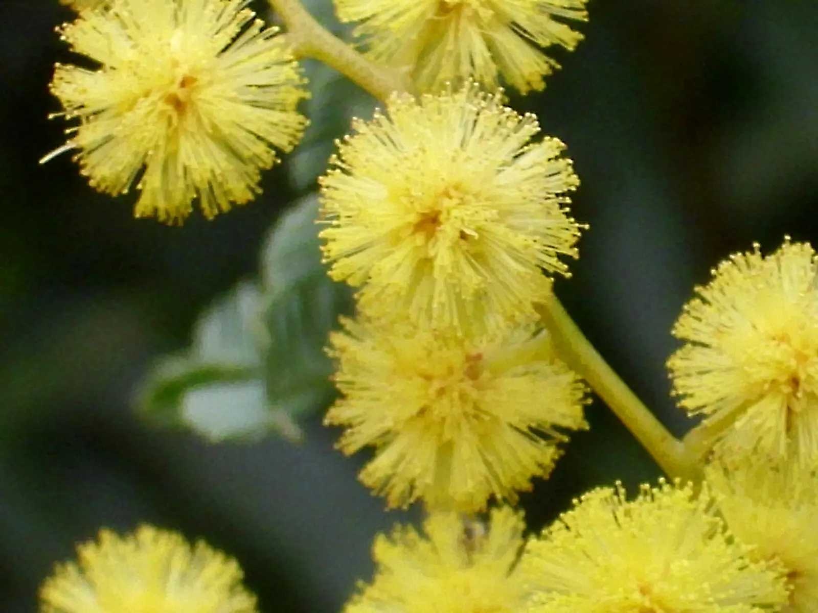 Silver Wattle (Acacia Dealbata) — making it an excellent specimen or screening plant; silver Wattle boasts a silver-gray hue due to a fine powder, image 78