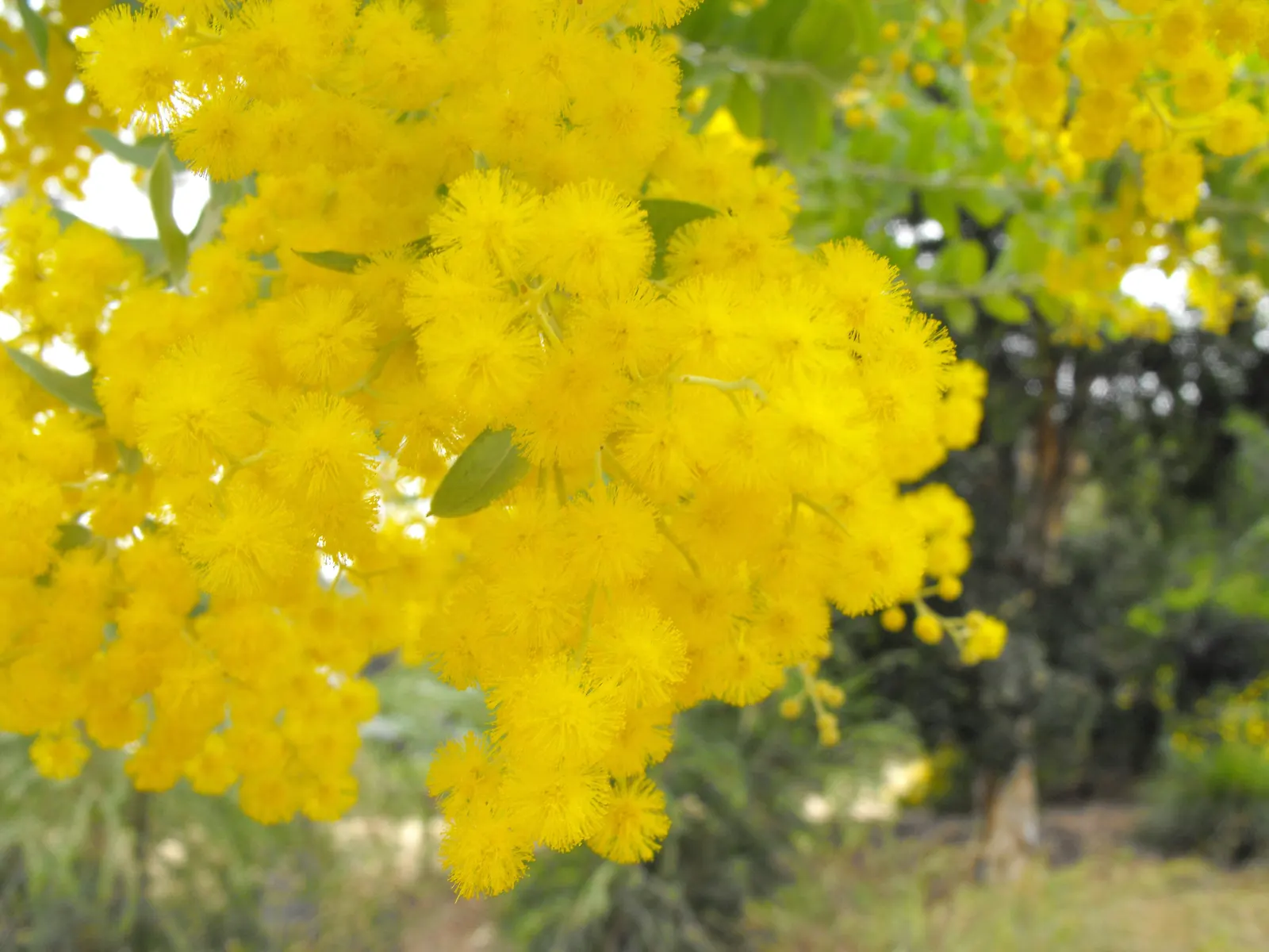 Silver Wattle (Acacia Dealbata) — expect a magnificent spectacle when the tree bursts into bountiful clusters of luminous yellow; for maximum, image 113