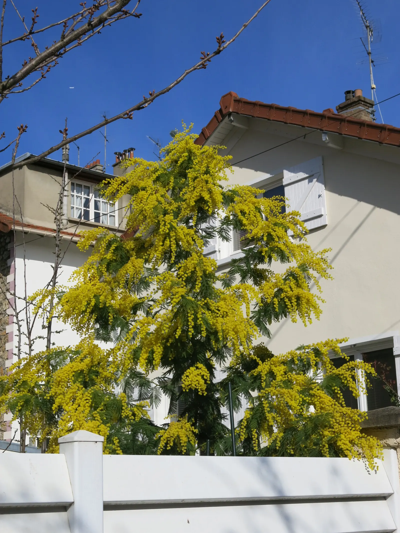 Silver Wattle (Acacia Dealbata) — Silver Wattle can tolerate a variety of soil types but excels in acidic to neutral pH ranges; it is renowned for, image 91
