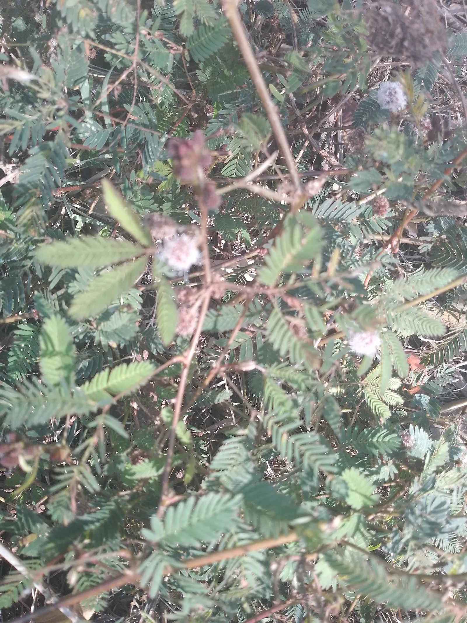 Silver Wattle (Acacia Dealbata) — In the late winter to early spring; with a canopy spread of 20 to 30 feet, image 88